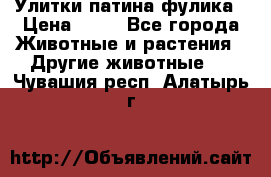 Улитки патина фулика › Цена ­ 10 - Все города Животные и растения » Другие животные   . Чувашия респ.,Алатырь г.